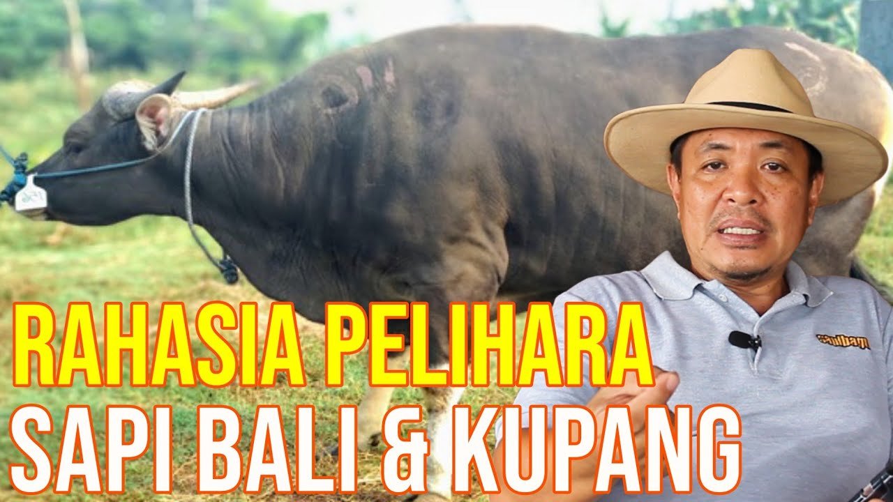 
                                 Fakta-Unik-Sapi-Bali-Asli-Indonesia-Laris-Saat-Qurban